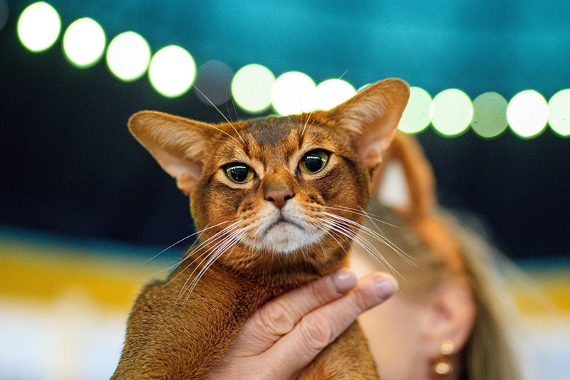 Một chú mèo Abyssinian chờ được giám khảo đánh giá trong triển lãm FIFe World Show Romania 2025 chum-anh-fife-world-show-romania-2025-07.jpg