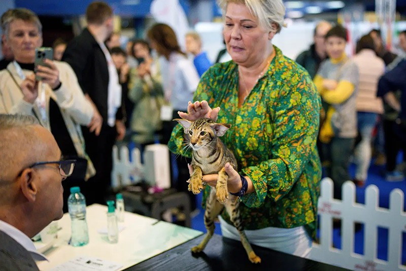 Một chú mèo Oriental Shorthair chờ được đánh giá bởi giám khảo trong triển lãm FIFe World Show Romania 2025 diễn ra tại Bucharest, Romania ngày 25/10. chum-anh-fife-world-show-romania-2025-01.jpg