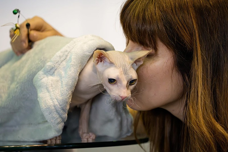 Nadezhda, chú mèo Don Sphynx, được chủ nhân hôn trong triển lãm FIFe World Show Romania 2025 chum-anh-fife-world-show-romania-2025-08.jpg
