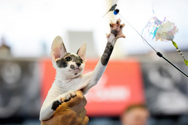 Một chú mèo Cornish Rex vươn tay với món đồ chơi trong triển lãm FIFe World Show Romania 2025 chum-anh-fife-world-show-romania-2025-04.jpg