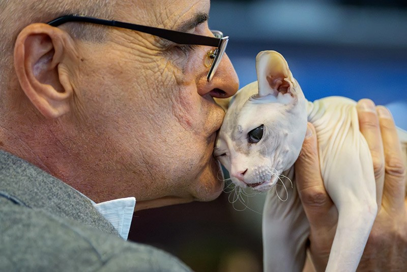 Nadezhda, chú mèo Don Sphynx, được giám khảo hôn trong lúc tham gia triển lãm FIFe World Show Romania 2025. chum-anh-fife-world-show-romania-2025-03.jpg