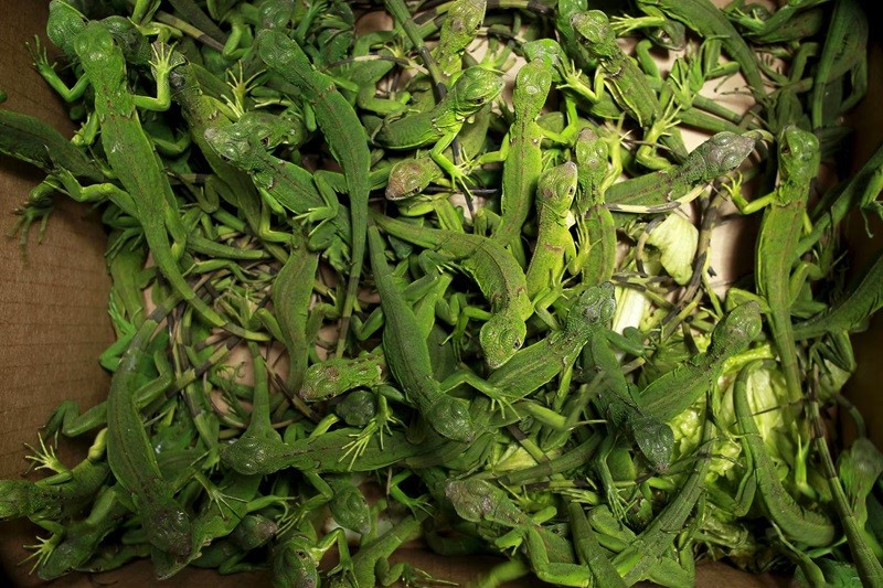 ky-nhong.jpg