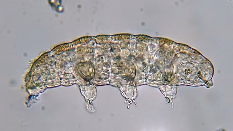 Gấu nước (Tardigrades). Gấu nước có khả năng đóng băng trao đổi chất trong trạng thái khô, chịu được bức xạ cực mạnh, áp suất vượt trội và thậm chí cả điều kiện chân không để tái sinh khi có nước. diem-danh-8-sinh-vat-song-dai-co-the-ton-tai-sau-tan-the-2.jpg