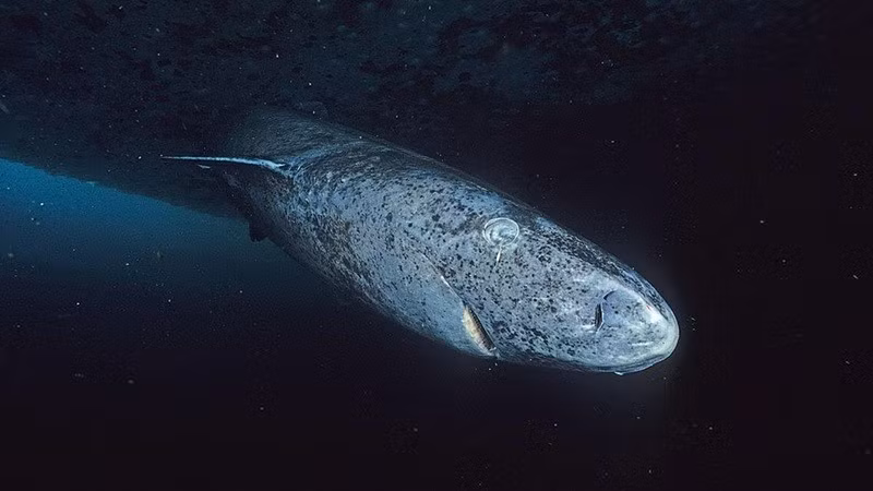 Cá mập. Nhiều loài cá mập, như Greenland, sống lâu, nhịn đói hàng năm và chuyển sang ăn xác động vật, trong môi trường sâu và lạnh ít chịu ảnh hưởng bề mặt. diem-danh-8-sinh-vat-song-dai-co-the-ton-tai-sau-tan-the-5.jpg