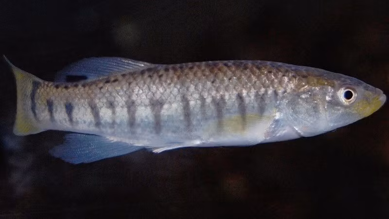 Cá killi Đại Tây Dương. Cá killi thích nghi với môi trường ô nhiễm cao, tiến hóa chống độc tố nhanh, sinh sản nhiều và trưởng thành sớm, giúp chúng tái sinh quần thể sau đợt sốc môi trường. diem-danh-8-sinh-vat-song-dai-co-the-ton-tai-sau-tan-the-8.jpg