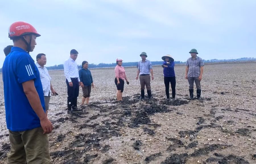 Lực lượng chức năng tới kiểm tra, thu mẫu để xác định nguyên nhân ngao chết.