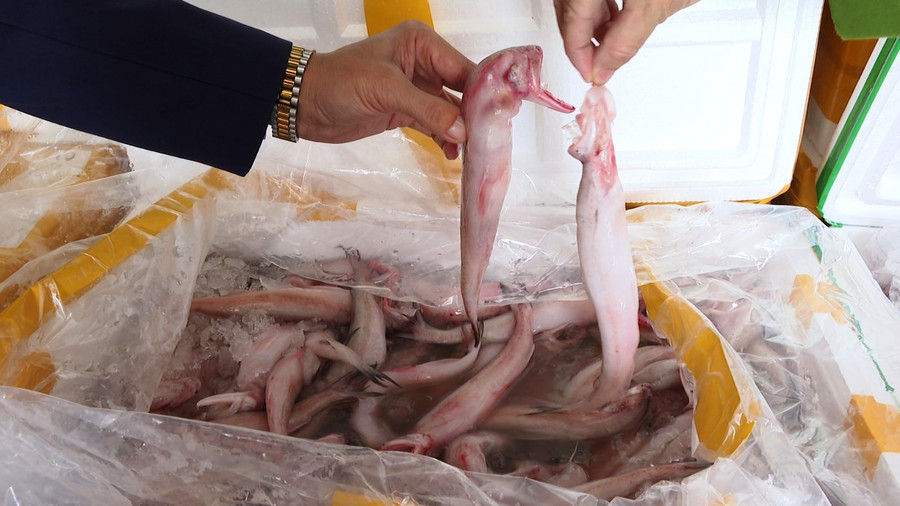 Hàng tấn cá khoai tẩm formol bị Công an Thanh Hóa phát hiện, bắt giữ. Ảnh: CACC