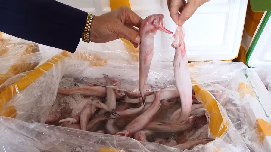 Hàng tấn cá khoai tẩm formol bị Công an Thanh Hóa phát hiện, bắt giữ. Ảnh: CACC