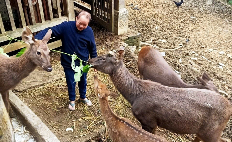 Mô hình nuôi hươu lấy nhung của gia đình ông Hà Văn Xuân, ở bản Bút, xã Nam Xuân (Thanh Hóa). 