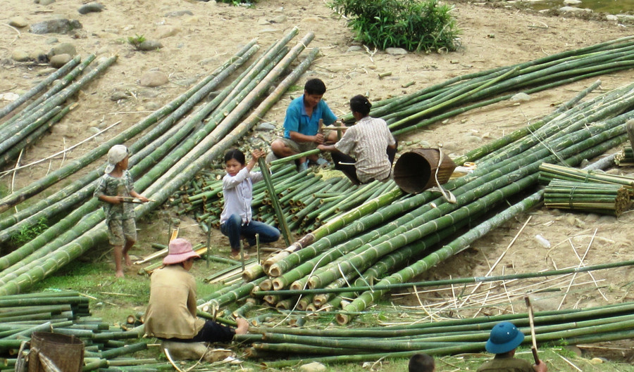Người dân ở vùng biên Quan Sơn (cũ), tỉnh Thanh Hóa thu hoạch luồng, nứa, vầu.