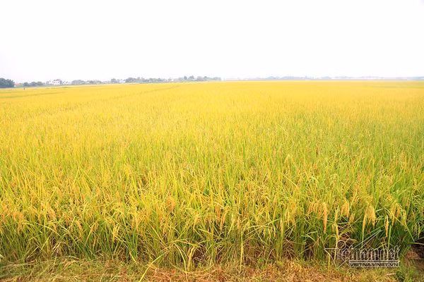 Mưa trong vụ mùa