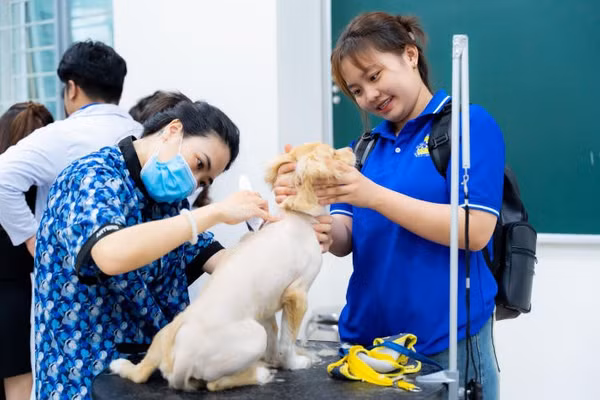 Sinh viên HUTECH thực hành kỹ thuật chăm sóc, thẩm mỹ thú cưng. 