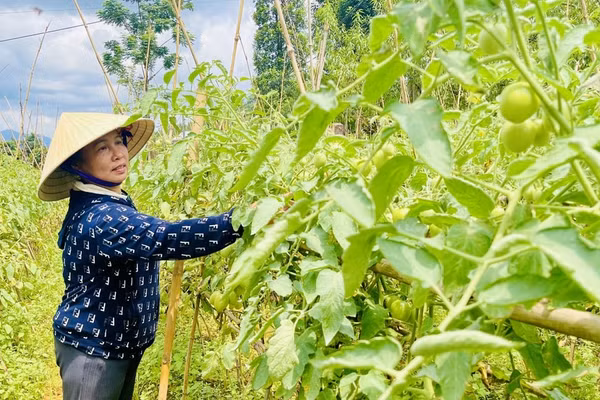 Đào tạo song hành, thực học, thực nghiệp, chuyển dịch cơ cấu năng suất lao động tại Lai Châu