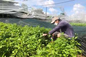 TPHCM chính thức cho phép xây dựng công trình trên đất nông nghiệp