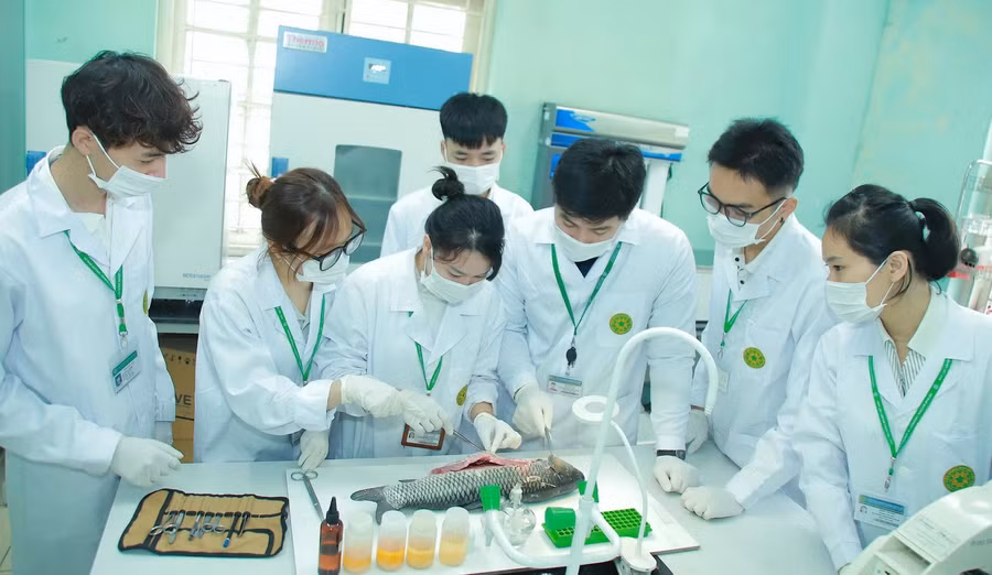 Sinh viên Học viện Nông nghiệp Việt Nam thực hành trên cá.
