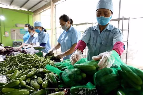 Sơ chế, đóng gói sản phẩm tại HTX Nông nghiệp Văn Đức để cung cấp cho thị trường.