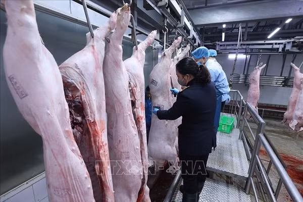 Nhân viên đóng dấu kiểm dịch động vật lên sản phẩm. Ảnh tư liệu - minh họa: TTXVN