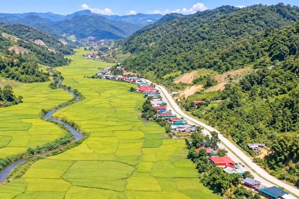 Mùa lúa chín ở bản người Lào xã Mường Nhà.
