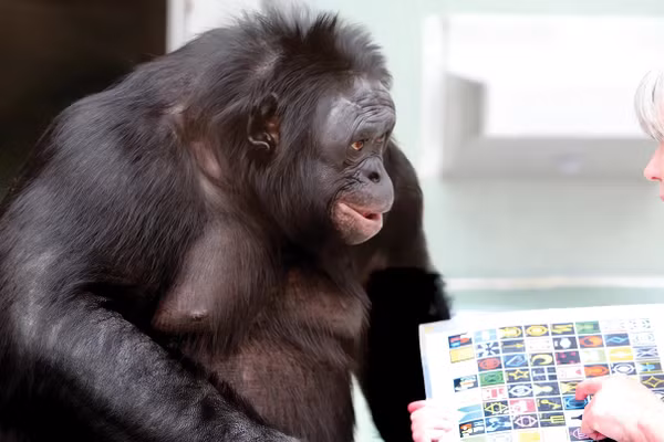 Bonobo Kanzi, từng nổi tiếng với khả năng giao tiếp cùng con người qua ký hiệu và âm thanh.