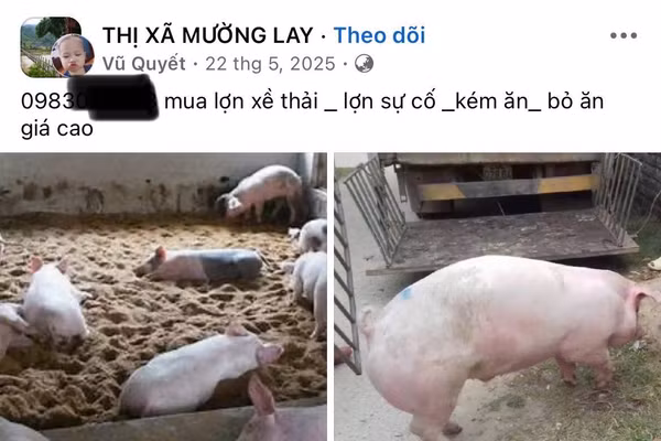 Tài khoản Facebook đăng bài thu mua 'lợn bỏ ăn', 'lợn bán chạy', 'lợn sự cố' một cách công khai.