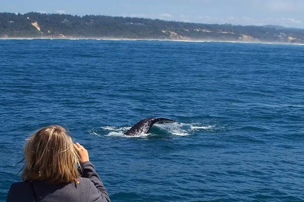 Du khách dễ dàng chụp được hình cá voi xám. Ảnh: Bajaecotours.com - Visittheoregoncoast.com - Scitechdaily.com