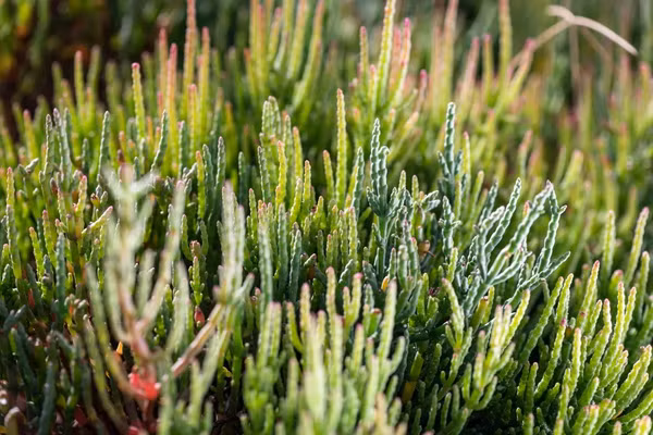 Măng tây miền biển xanh tốt nhất lúc cuối xuân. Ảnh: Smithsonianmag.com
