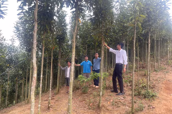 Trước mỗi quyết định quan trọng, anh Giàng A Vả (bìa trái) lại xin ý kiến ông Phạm Văn Khiêm (bìa phải) bởi anh dành nhiều niềm tin cho người thầy của mình.