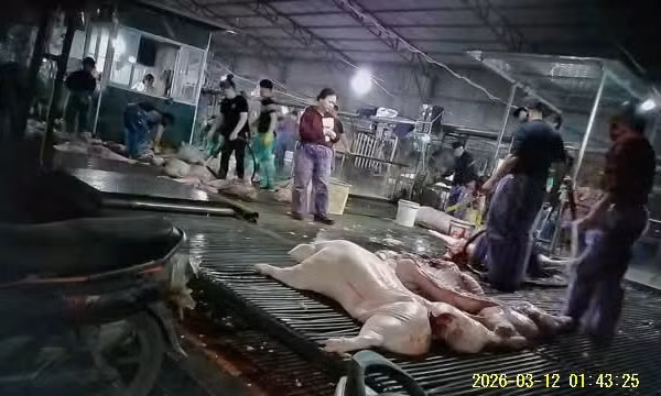 Bên trong lò mổ lợn nhiễm bệnh. Ảnh: TG