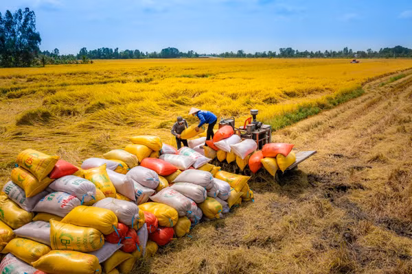 Nông dân thu hoạch lúa. Ảnh minh họa: INT