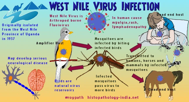 Virus gây sốt Tây sông Nile có thể gây viêm màng não và khiến 32 người Israel thiệt mạng trong vòng 7 tháng đầu năm 2024.