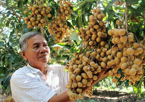 Lão nông Vĩnh Long trồng nhãn Lao nong Vinh Long trong nhan