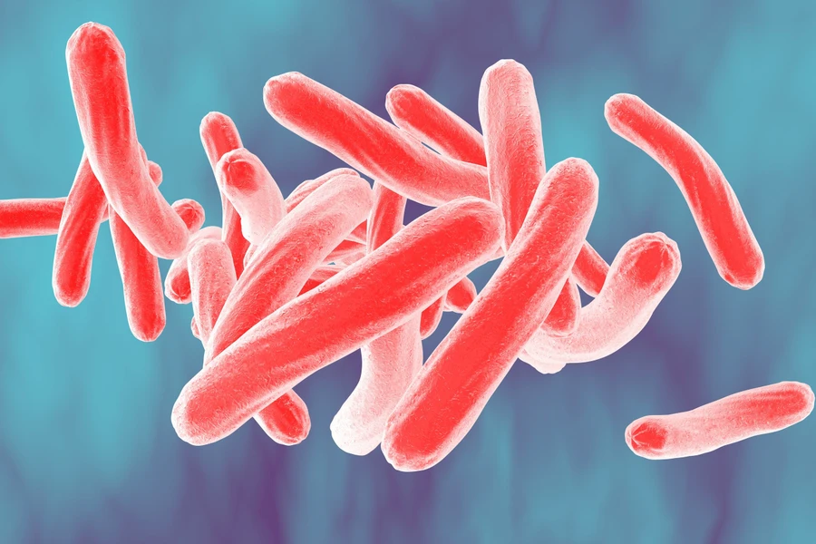 Vi khuẩn Mycobacterium tuberculosis - tác nhân gây ra bệnh lao. Ảnh minh họa: INT