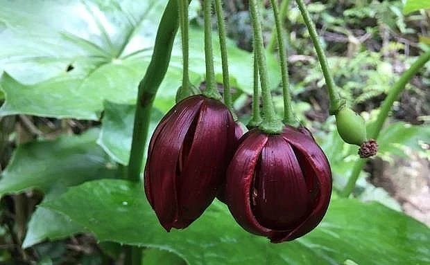 Chủng vi nấm nuôi cấy từ cây Bát Giác liên là nguyên liệu điều chế thuốc phòng chống ung thư.