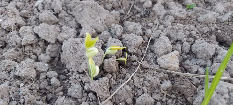 Nhất định mầm cây sẽ vươn thật cao để ngắm thỏa thích bầu trời xanh mát. Ảnh: Bình Thanh