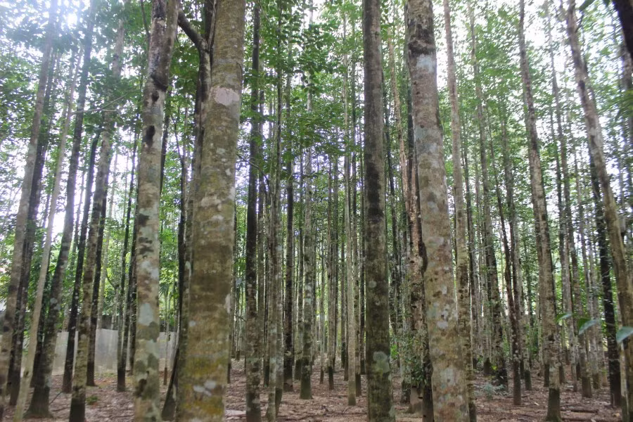 Cây dó trầm được trồng phổ biến trong các hộ dân tại xã Phúc Trạch (Hương Khê, Hà Tĩnh).