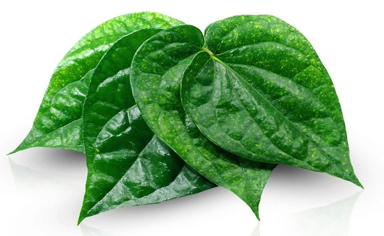 Lá trầu không giàu hoạt chất kháng khuẩn được ứng dụng rộng rãi trong chăm sóc, hỗ trợ điều trị các bệnh về da.