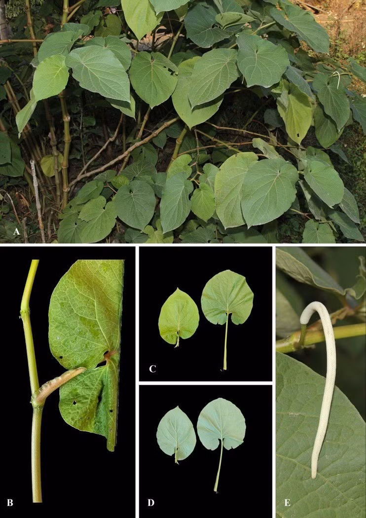 Loài Lân hoa (Piper umbellatum L.) được phân tích mới về thành phần hóa học của tinh dầu.