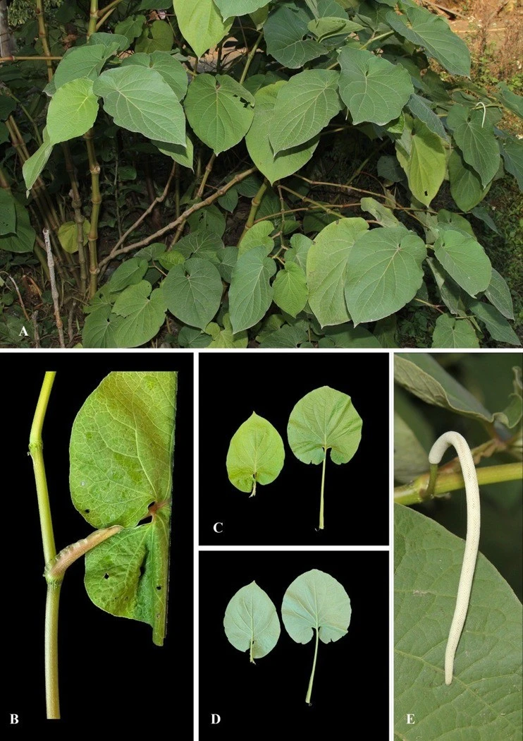 Loài Lân hoa (Piper umbellatum L.) được phân tích mới về thành phần hóa học của tinh dầu.