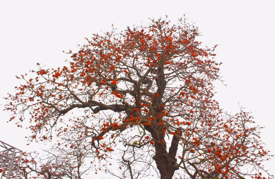 Cây gạo 'gù' độc đáo mọc bên đường 219 ở xã Thái Thịnh (Thái Thuỵ). 