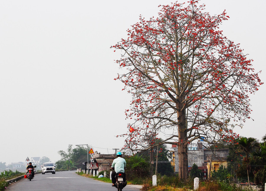 Một cây gạo mọc bên đường đê sông Trà Lý đang độ nở rộ, tạo nên khung cảnh mộc mạc đậm chất làng quê Bắc Bộ. mua-hoa-gao-o-thai-binh-anh-3.jpg
