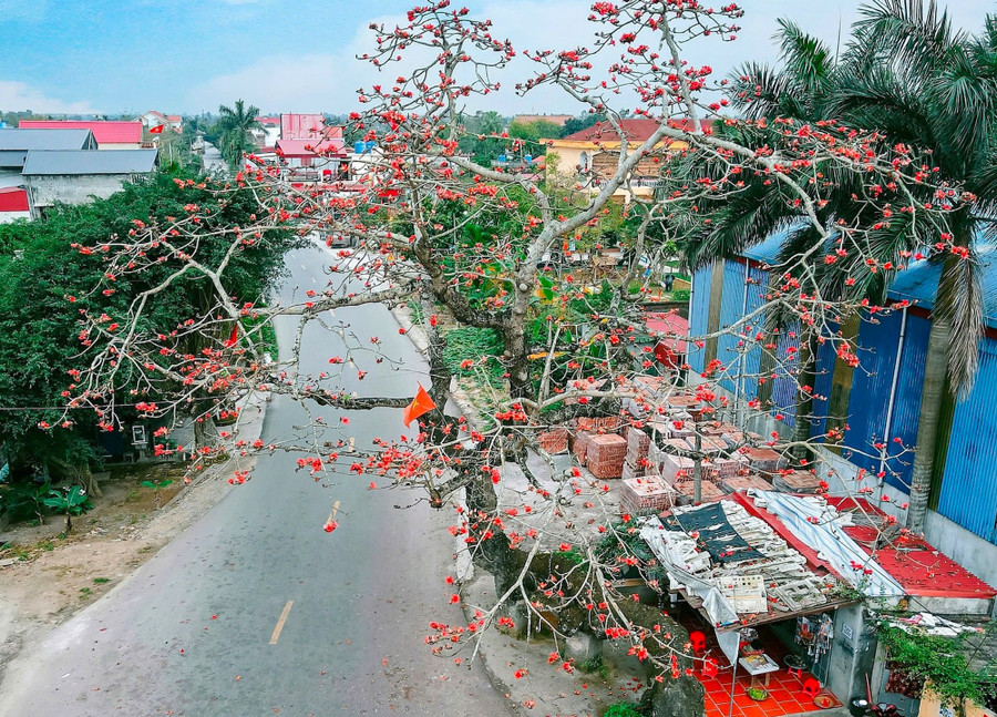 Hoa gạo với sắc đỏ tươi đặc trưng tạo nên cảnh sắc rất đẹp và ấn tượng. mua-hoa-gao-o-thai-binh-anh-4.jpg