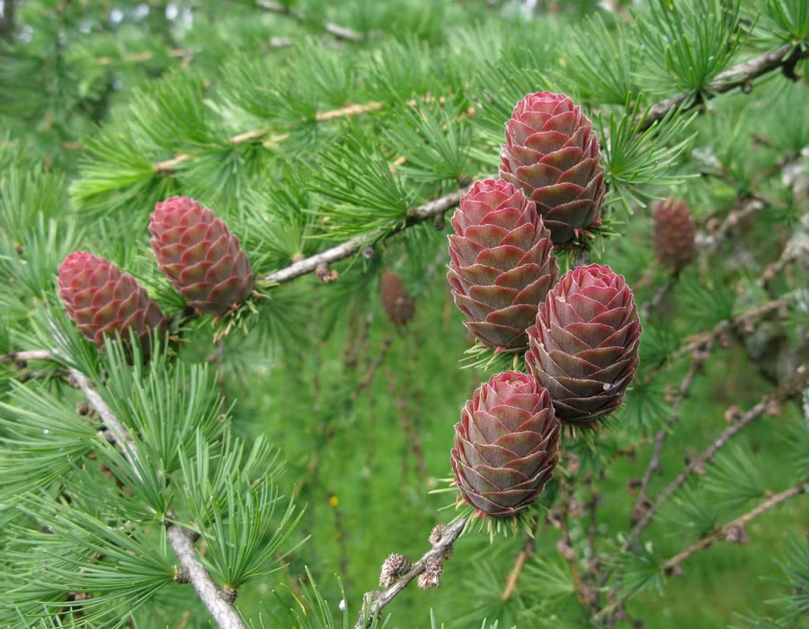 Cây Tùng đỏ. Ảnh: INT