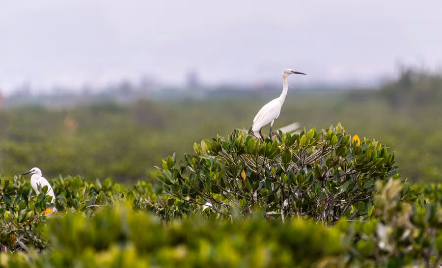 Khu rừng ngập mặn là điều kiện lý tưởng để cò làm tổ, đẻ trứng.