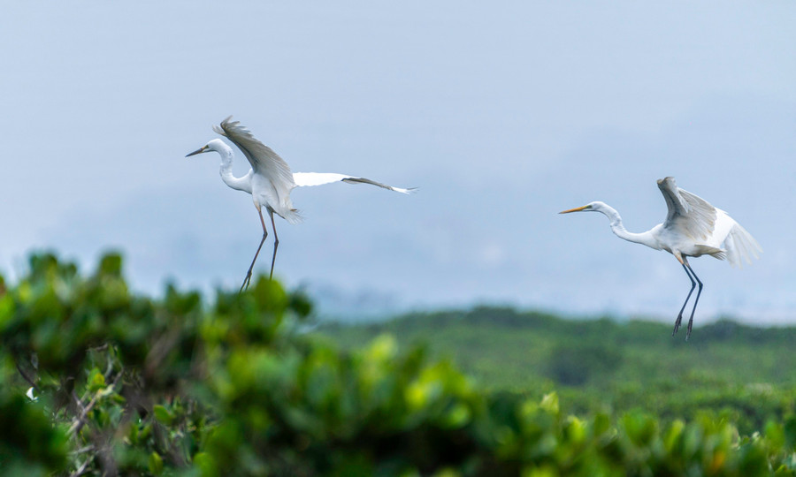 Cò đi kiếm ăn và bay về tổ. co-ve-lam-to-tai-rung-ngap-man-o-quang-ninh-7.jpg