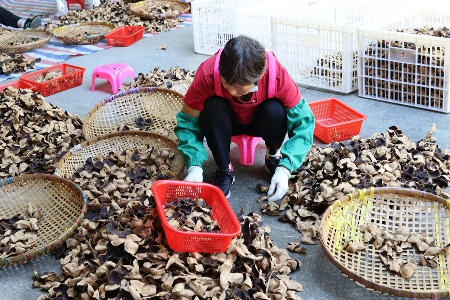 Chủ trang trại Zhou Zhiwei cho biết, nghề buôn bán chenpi từng bị coi là một ngành lạc hậu. Ảnh: Maggie Hiufu Wong/CNN