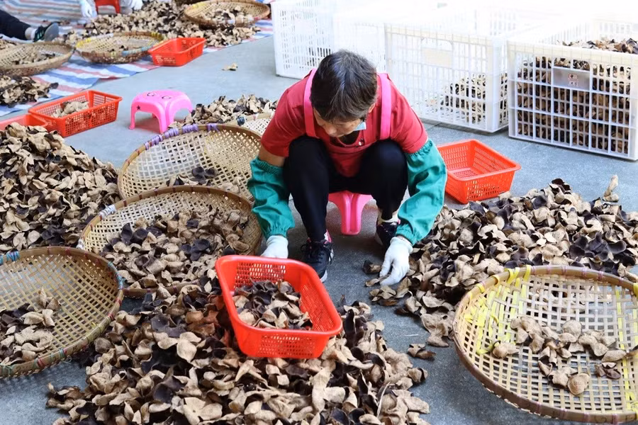 Chủ trang trại Zhou Zhiwei cho biết, nghề buôn bán chenpi từng bị coi là một ngành lạc hậu. Ảnh: Maggie Hiufu Wong/CNN