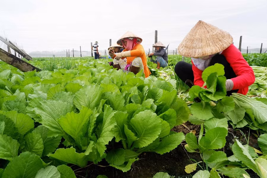 Chế phẩm thảo mộc có hiệu lực trừ sâu trên 70% ở rau cải xanh. Ảnh minh họa: INT