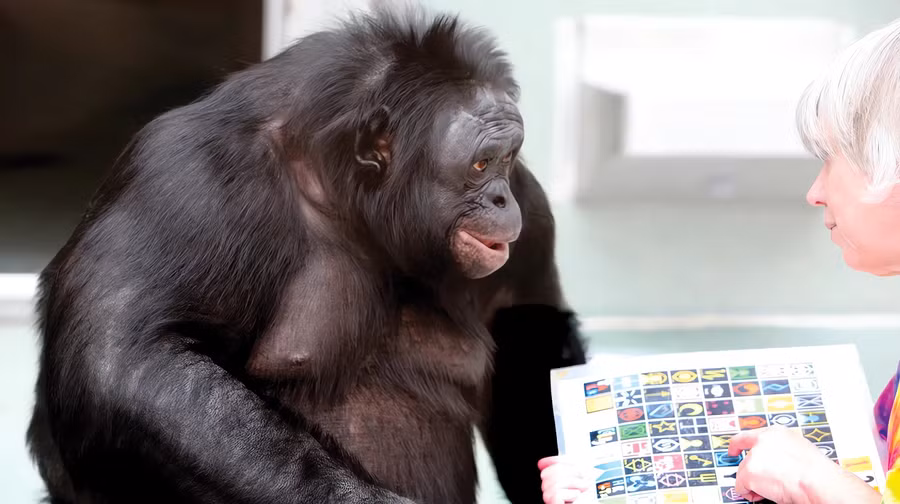 Bonobo Kanzi, từng nổi tiếng với khả năng giao tiếp cùng con người qua ký hiệu và âm thanh.