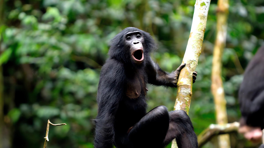 Bonobo trong rừng rậm châu Phi - loài linh trưởng được phát hiện có khả năng kết hợp các âm thanh thành cụm tín hiệu phức tạp. giai-ma-bi-an-giao-tiep-cua-dong-vat-bang-tri-tue-nhan-tao-2.jpg