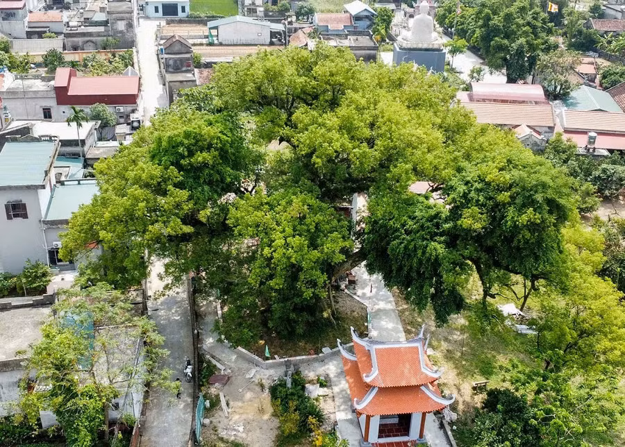 Trông xa, những tán cây dã hương bao trùm cả một vùng rộng lớn.